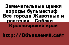 Замечательные щенки породы бульмастиф - Все города Животные и растения » Собаки   . Красноярский край